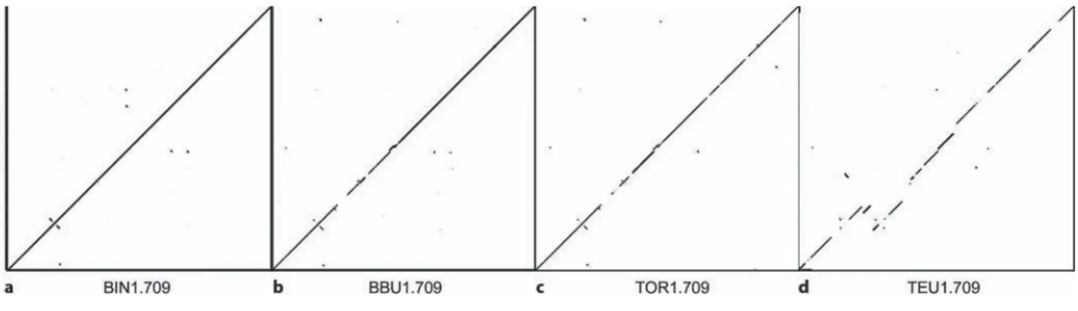Fig.    1.  A  dotplot  comparing  1.709  satellite    DNA  sequence    fragments  from  cattle  (Bos  taurus,  BTA,  Y  axis)  with  (X  axis):  (a)  Zebu  (Bos  indicus,   BIN)  with  minimal  divergence; (b)  Water  buffalo  (Bubalus  bubalis,  BBU)  wi