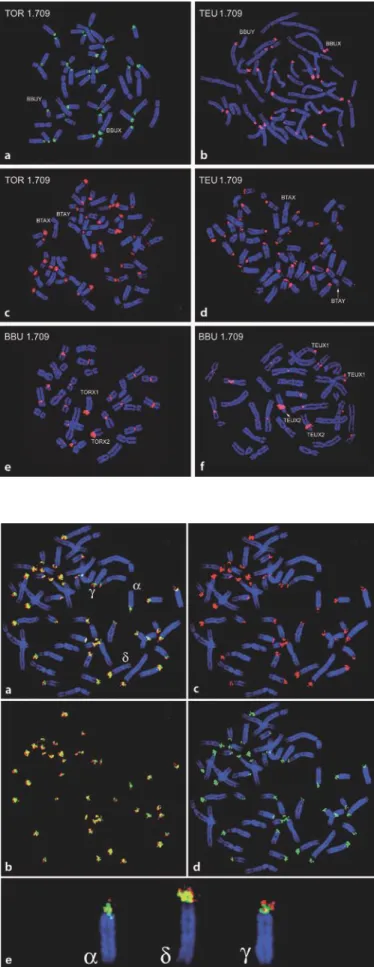 Fig.   2.  Chromosomes from   Bovini   (a–f)  and  Tragelaphini (g,  h)  showing  in  situ  hybridization of  1.709 satellite  DNA  from  the  same  tribe