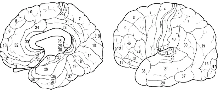 Figura 9. Áreas citoarquitetônicas conforme a classificação de Brodmann,  representação da superfície interna e da estrutura externa do encéfalo (Gil, 2002, p