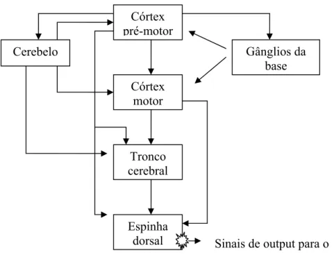 Figura 11. Hierarquia do controle da ação motora voluntária (Gazzaniga, Ivry &amp; 