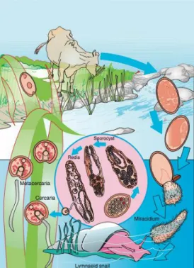 Figure 7- Life cycle of Fasciola hepatica. Adapted from Bowman, D. (2009). 