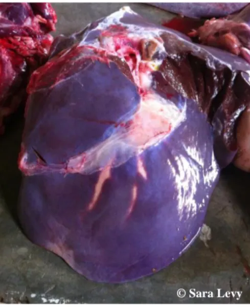 Figure 9 – Bovine liver with bile ducts’ thickening, on the left lobe.  