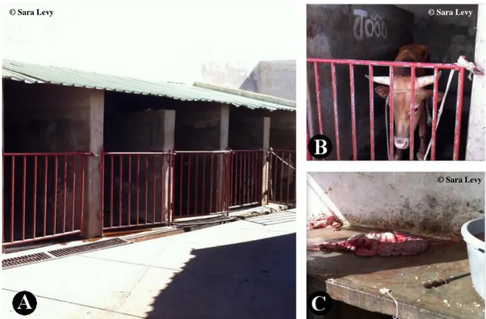 Figure  13-  Slaughterhouse’s  outside  area  composed  by  the  stables  (A),  with  a  stabled  animal  before slaughter (B) and a stone table for preparation of the digestive organs (C)