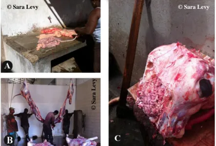 Figure 15- Parts of the slaughter procedure: digestive organs being cleaned (A), carcass cut to be  weighted (B) and removal of the brain (C)