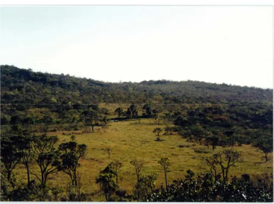 Fig. 4 – Aspecto da vegetação da Serra do Cabral. 