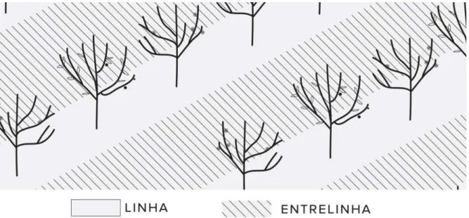 Figura 3.1 – Linha e entrelinha de um pomar. 