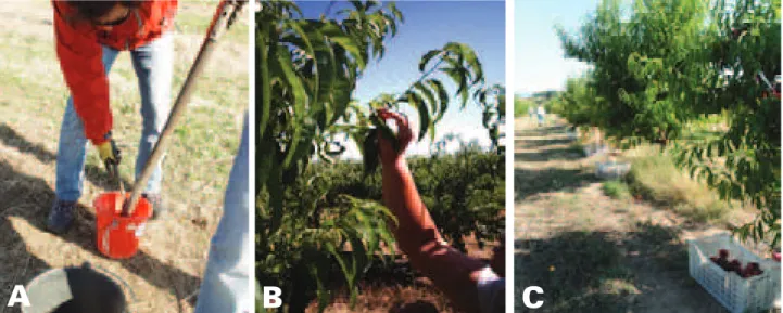 Figura 5. Ação Fertilização Racional. A – colheita de amostras de terra; B – Colheita de amostras de folhas;  C –  Colheita de frutos para avaliação da produção.