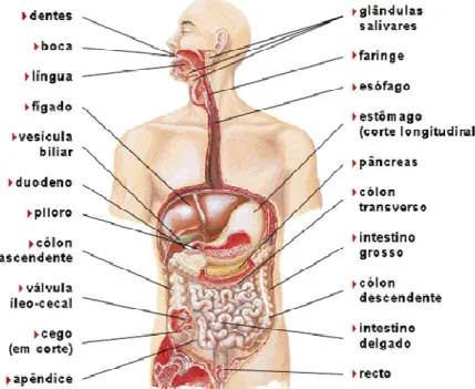 Figura 2-4 Esquema do tubo digestivo humano e órgãos anexos                Fonte: http://revista-biogenese.webnode.pt 