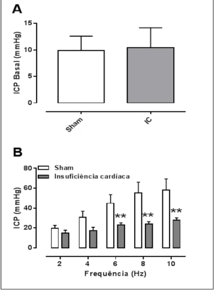Figura 1:  Avaliação da resposta erétil  in vivo  pela estimulação do nervo cavernoso de  ratos controle (SHAM) e de ratos com insuficiência cardíaca (IC)