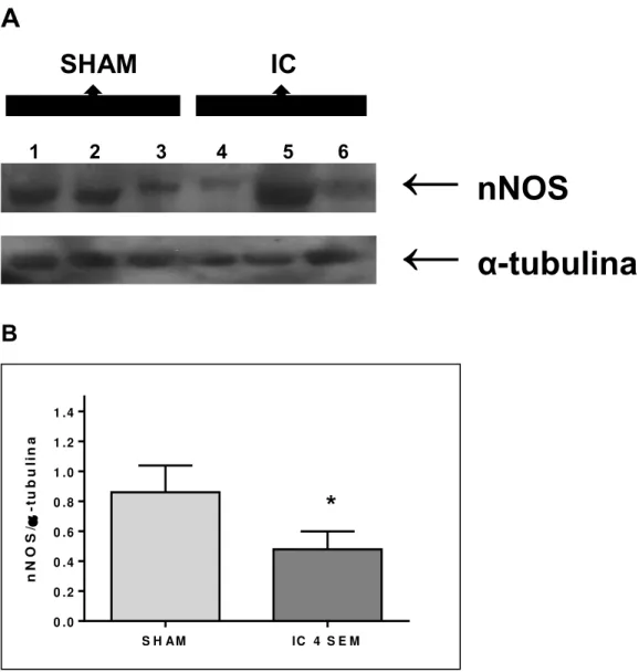 Figura  8: Expressão proteica de nNOS em corpo cavernoso de ratos controle e ratos  submetidos à indução da fístula aortocaval