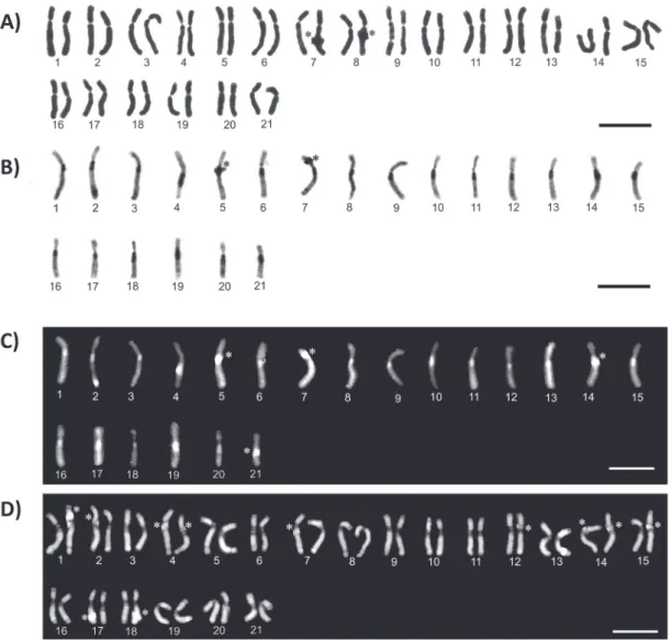 Figure 1 - Karyotypes of Euglossa townsendi, n = 21 (male) and 2n = 42 (female). Conventional staining  (A)