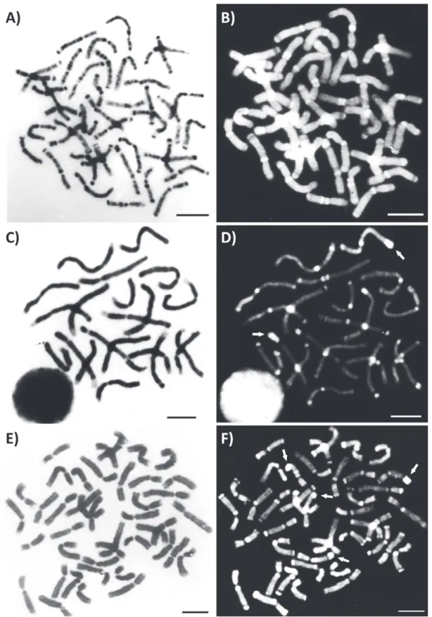 Figure 2 - Metaphases of Euglossa townsendi. G-band (A). Quinacrine mustard used sequentially to G-band  (B)