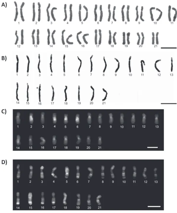 Figure 3 - Karyotypes of Euglossa carolina, n = 21 and 2n = 42. Conventional staining of female (A)