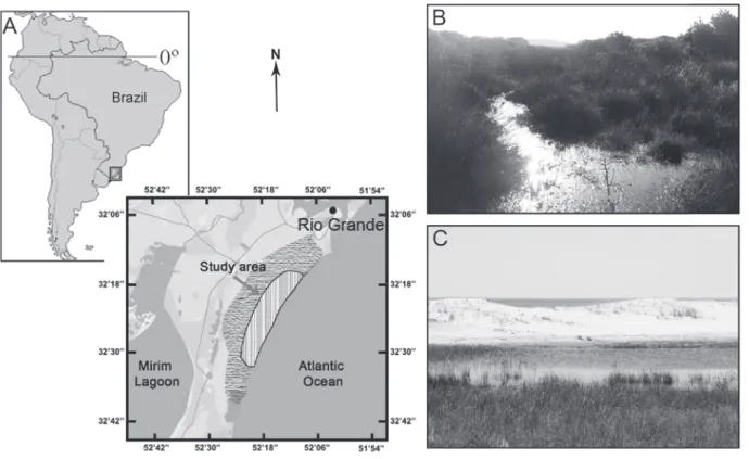 Figure 1 - Study area. A) samplings were conducted in the area indicated by the arrow, characterized by continuous coastal  grasslands associated with dunes