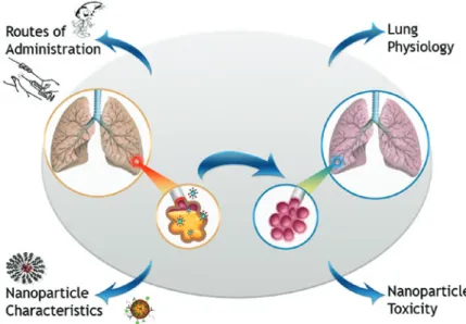 Figure 1 - Factors that can influence nanoparticle drug delivery.