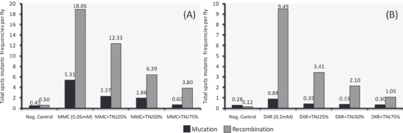Figure 1 -  Contribution of mutation and recombination to total mutant spots frequencies per ﬂ y in trans-heterozygous ﬂ ies treated  with MMC (A) or DXR (B) in combination with TNJ (25%, 50%, 75%)