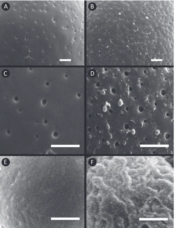 Fig 3 - Exine types in the genus Lippia. (A-B) perforate type, (C) perforate with few puncts per area, (D) perforate with many puncts per area,  (E) psilate, (F) scabrate