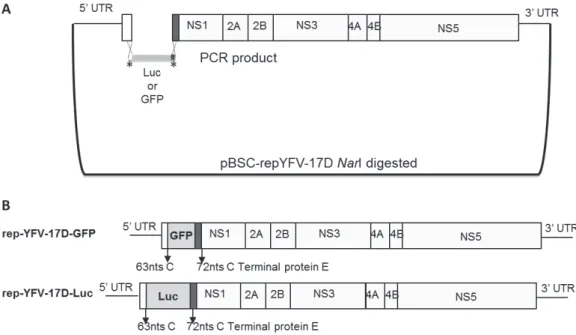 Figure 1- Schematic representation of construction of subgenomic replicons repYFV-17D-GFP and repYFV-17D-Luc