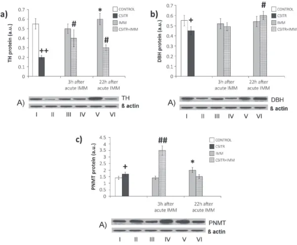 Figure 3 - Effects of chronic social isolation and treadmill running and additional acute immobilization stress on tyrosine  hydroxylase (TH) [a], dopamine-ß-hydroxylase (DBH) [b] and phenylethanolamine N-methyltransferase (PNMT) [c] protein  levels in the