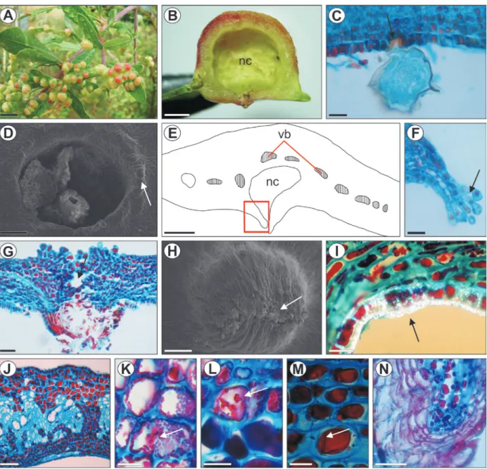 Fig. 2 - Development of the galls of Calophya duvauae on the leaves of Schinus polygamus: A) Shoot with several galls; B) Cross section of a mature  gall, showing the large nymphal chamber (nc); C) Egg inserted (arrow) in the abaxial epidermis; D) Evaginat