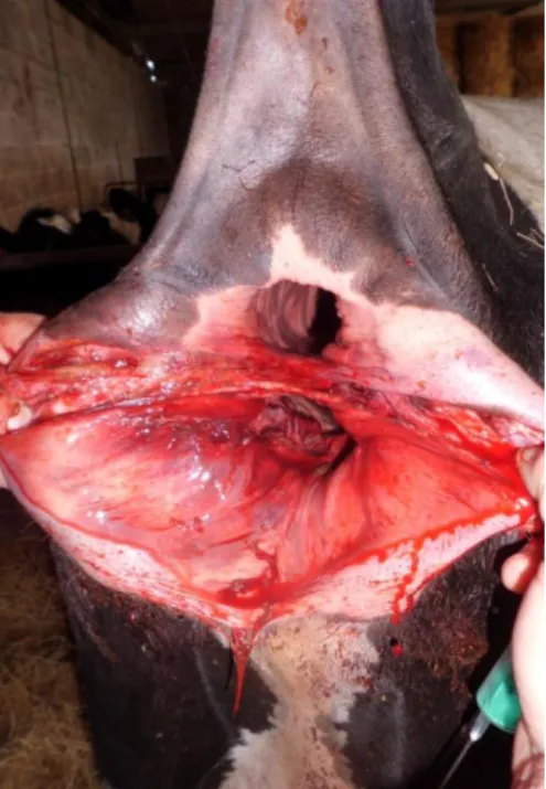 Figura 7 – Vaca com lesão pós-parto dos  tecidos vaginais; este animal foi sujeito a  vaginoplastia (Barcelos) 