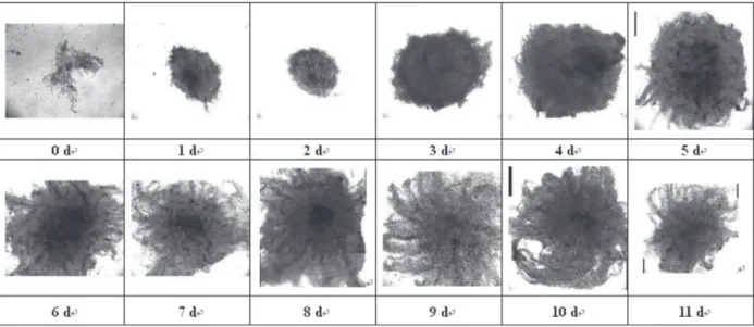 Figure 3 shows the typical morphological  changes during the entire fermentation period (0-11d)