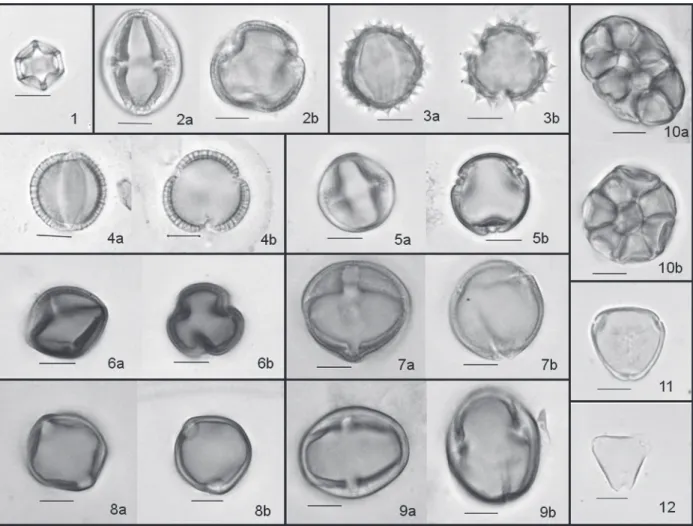 Fig 2 - Pollen types from honey samples collected in counties of Nova Aurora and Ubiratã -PR from December 2008 to May 2009