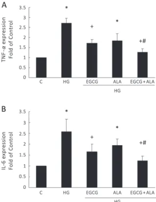 Figure 1 - EGCG and EGCG combined with ALA attenuated  high glucose(HG)-induced TNF- α  and IL-6 secretion from  HEK cells