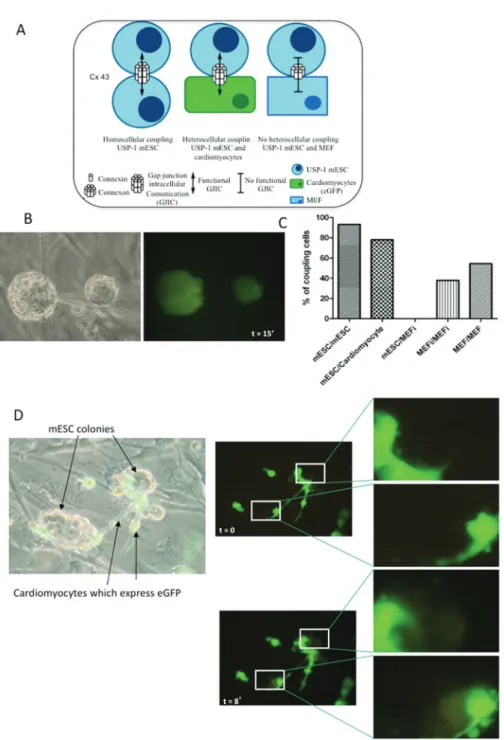 Figure 4 - Presence of functional coupling among undifferentiated mESC and cardiac  cells