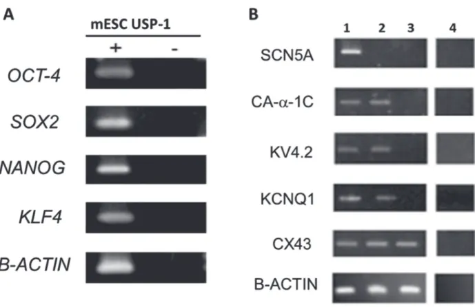 Figure 1 - Transcriptional analysis of mESC. A: RT-PCR products of the pluripotent related transcripts of genes