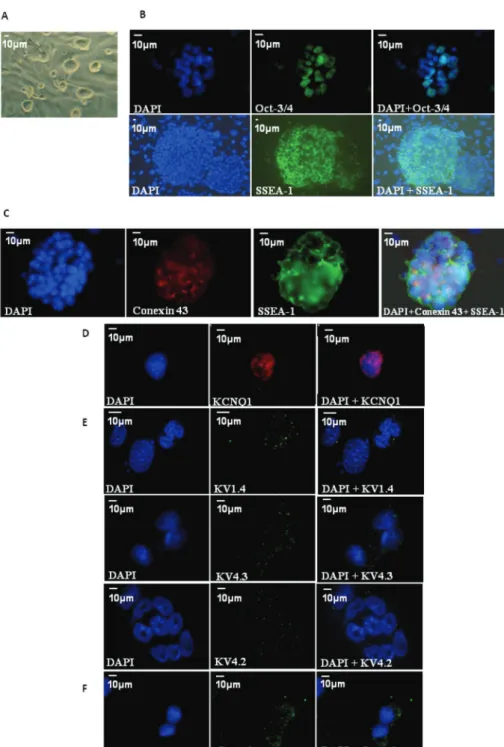 Figure 2 - Morphology of cell culture and localization of molecules. A: Morphology of undifferentiated mESC in phase contrast  (original magnification 320X); B: Immunofluorescence of pluripotency markers protein