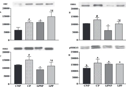 Figure 2 - The levels of the SHC (A), ERK1 (B) and ERK2 proteins (C) and phospho-ERK1/2  levels (D) in the islets of CNP, CP, LPNP and LPP rats