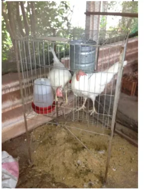 Figura 1: Local onde as galinhas eram mantidas durante o experimento. 