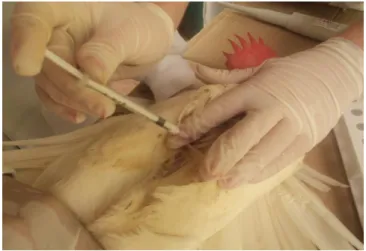 Figura 2: Imunização via intramuscular no músculo peitoral da galinha. 