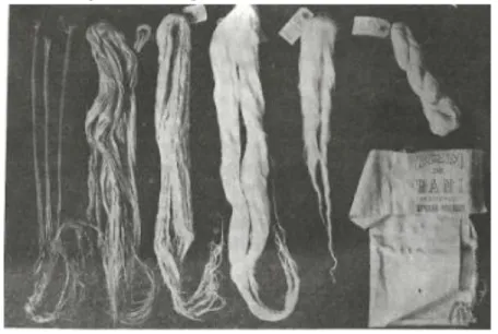 Figura 8 - Processamento do rami: caules de rami; fibras brutas; fibras amaciadas; fibras  desgomadas ; “tops”; fios de rami; brim de rami