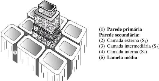 Figura 2: Estrutura celular da fibra vegetal. Fonte: MOTTA, 2006.  