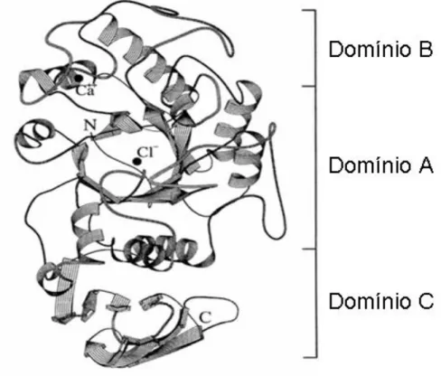 Figura  1.  Representação  esquemática  da  cadeia  polipeptídica  da  alfa-amilase  pancreática  humana