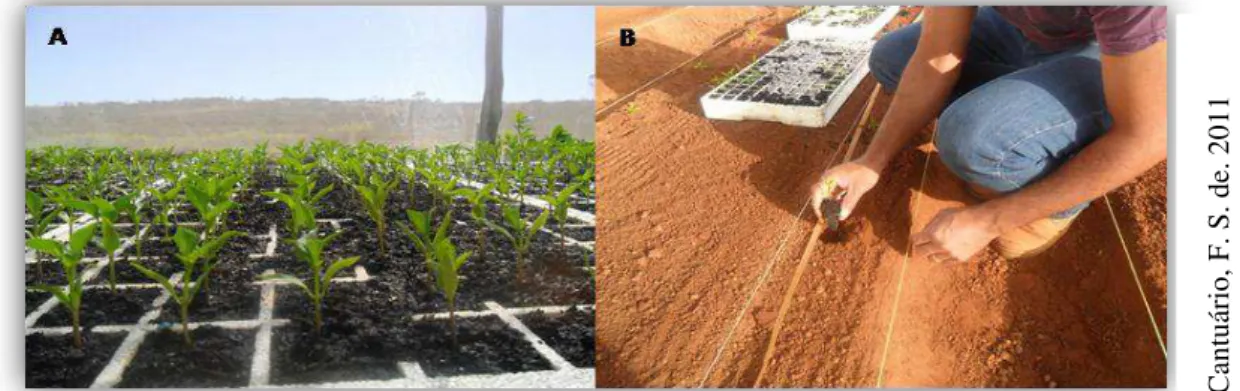 FIGURA 5.  Mudas de pimentão utilizadas no experimento (A), transplantio das mudas (B)