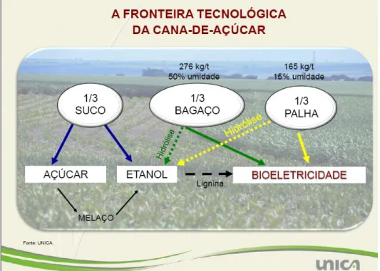 Figura  1.3  -  Composição  da  cana-de-açúcar  em  termos  de  suco,  bagaço  e  palha  (UNICA apud RIBEIRO, 2013)