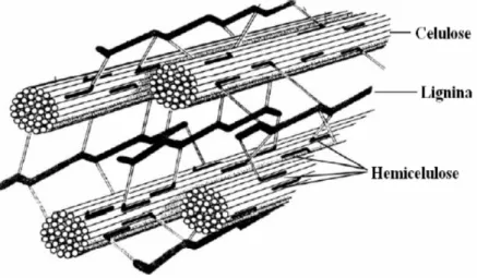 Figura 2.1  - Visão geral da parede celular  vegetal  (MURPHY;  MCCARTHY, 2005  apud BERNARDO NETO, 2009)