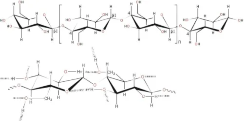 Figura  2.2  -  Polímero  de  celulose  com  as  ligações  de  hidrogênio  intra  e  intermoleculares (JARDINE et al., 2009)