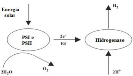 Figura 3.2 Esquema da Biofotólise direta                           Fonte –  HALLENBECK; BENEMAMM (2002)  3.3.1.2 Biofotólise indireta 