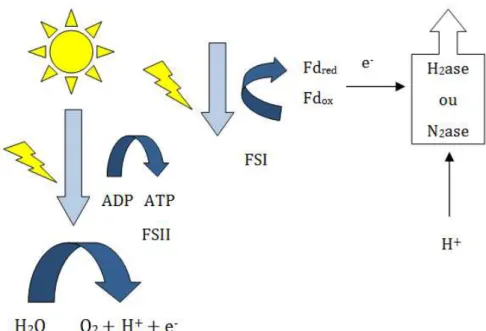 Figura 3.3 Esquema da biofotólise indireta realizada pelas cianobactérias  Fonte - adaptado de HALLENBECK e GHOSH, (2009)  3.3.2 Produção de hidrogênio por bactérias fotossintetizantes 