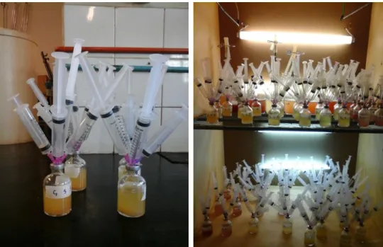 Figura 4.2 Fermentações em batelada utilizando seringas para a cepa R. capsulatus. 