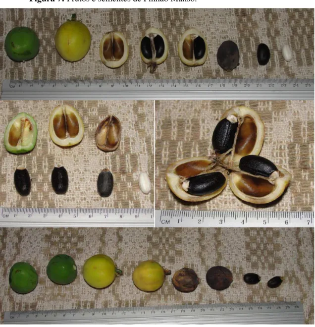 Figura 7: Frutos e sementes de Pinhão Manso. 