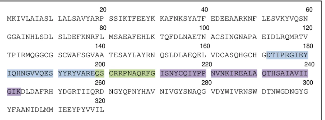 Figura  2.  Sequência de aminoácidos que codifica a protein Der p 1 de Dermatophagoides  pteronyssinus obtidas no Genbank com número de acesso AAB60215