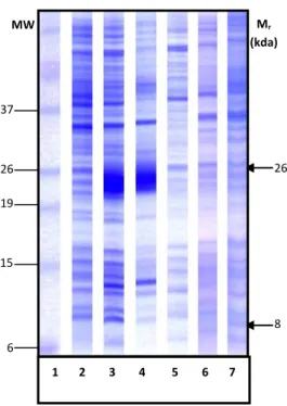 Figura 3. Expressão de rDer p 1 e rDer p 1 172-243 . E. coli BL21 (DE3) pLlysS foram transformadas  com pET14b contendo os  genes  Der p 1/Der p 1 172-243   e cultivadas por 18 horas com indutor de  expressão (IPTG a 0,3 mM) a 30ºC