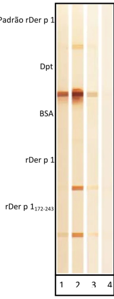 Figura 5. Slot-blot da proteína recombinante Der p 1 e epítopos ligantes de IgE relacionados a Der p  1
