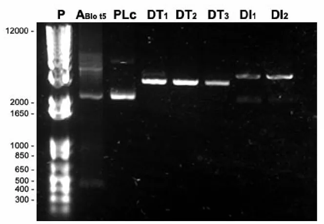 Figura 4. Padronização da reação de digestão do plasmídeo pTZ57R/T-Blo t 5 com as  enzimas  Ned I  e  Bam HI  em diferentes volumes
