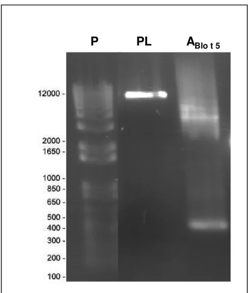 Figura 5. Plasmídio pET14b clonado com o gene Blo t 5. P: padrão de peso molecular 1 kb  plus (Invitrogen); PL: Plasmídeo pET14b-Blot 5; A Blo t 5 : Amplificado do gene Blo t 5 por  PCR na porção de 412 pb